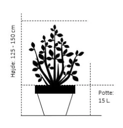 Planter Salgsbutik -Planter Salgsbutik 179 potte 15 liter 125 150 cm 1f74