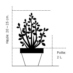 Kæmpethuja '4ever Goldy' Thuja Plicata '4ever Goldy' Potte 2,0 Liter,- 20-25 Cm. 4 Kæmpethuja '4ever Goldy' Thuja Plicata '4ever Goldy' Potte 2,0 Liter,- 20-25 Cm. - Image 2