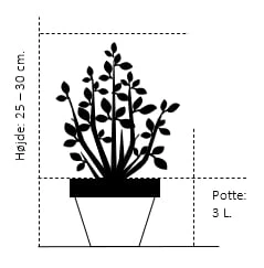 Planter Salgsbutik -Planter Salgsbutik 194 potte 3 0 liter 25 30 cm 1ca1 6