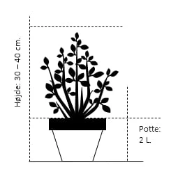 Almindelig Enebær 'Gold Cone' Juniperus Communis 'Gold Cone' Potte 2,0 Liter,- 30-40 Cm. 4 Almindelig Enebær 'Gold Cone' Juniperus Communis 'Gold Cone' Potte 2,0 Liter,- 30-40 Cm. - Image 2