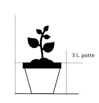 'Valencia' Rosa X 'Valencia' 3,0 Liter Potte 4 'Valencia' Rosa X 'Valencia' 3,0 Liter Potte - Image 2