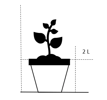Kæmpefjergræs Stipa Gigantea Potte 2 Liter. 4 Kæmpefjergræs Stipa Gigantea Potte 2 Liter. - Image 2
