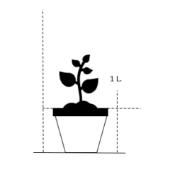 Jakobsstige Polemonium Caeruleum 'Album' 1 Liter Potte 5 Jakobsstige Polemonium Caeruleum 'Album' 1 Liter Potte -Planter Salgsbutik 25 1 liter potte c4a2 150