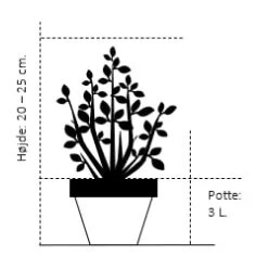 Planter Salgsbutik -Planter Salgsbutik 286 potte 3 0 liter 20 25 cm 2060 1