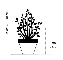 Schwerin's Fyr 'Wiethorst' Pinus X Schwerinii 'Wiethorst'(dværgform) Potte 2,5 Liter, - 30-40 Cm. 4 Schwerin's Fyr 'Wiethorst' Pinus X Schwerinii 'Wiethorst'(dværgform) Potte 2,5 Liter, - 30-40 Cm. - Image 2