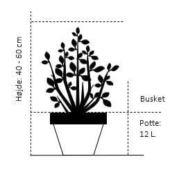 Penselfyr 'Negishi' Pinus Parviflora 'Negishi' Potte 12 Liter,- 40-60 Cm. 4 Penselfyr 'Negishi' Pinus Parviflora 'Negishi' Potte 12 Liter,- 40-60 Cm. - Image 2