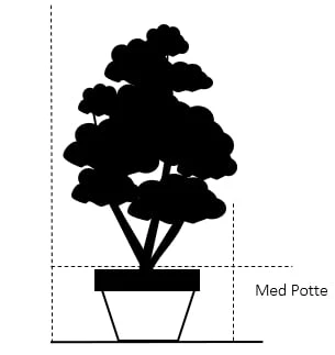Julerose 'Christmas Carol' Helleborus Niger 'Christmas Carol' Med Potte 4 Julerose 'Christmas Carol' Helleborus Niger 'Christmas Carol' Med Potte - Image 2