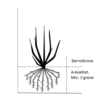 'Gentle Cover'® Rosa X 'Gentle Cover'® (Bunddækkerose) A-Kvalitet,- Barrods Roser Min. 3 Grene 4 'Gentle Cover'® Rosa X 'Gentle Cover'® (Bunddækkerose) A-Kvalitet,- Barrods Roser Min. 3 Grene - Image 2