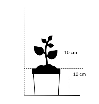 Blodrød Storkenæb 'Striatum' Geranium Sanguineum Var. Striatum 10 Cm. Potte 4 Blodrød Storkenæb 'Striatum' Geranium Sanguineum Var. Striatum 10 Cm. Potte - Image 2