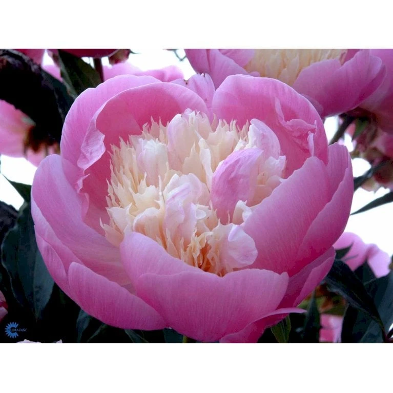 Silkepæon 'Bowl Of Beauty' Paeonia Lactiflora 'Bowl Of Beauty' 3,0 Liter Potte 8 Silkepæon 'Bowl Of Beauty' Paeonia Lactiflora 'Bowl Of Beauty' 3,0 Liter Potte - Image 6