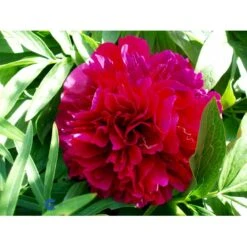 Silkepæon 'Karl Rosenfield' Paeonia Lactiflora 'Karl Rosenfield' 3,0 Liter Potte 18 Silkepæon 'Karl Rosenfield' Paeonia Lactiflora 'Karl Rosenfield' 3,0 Liter Potte -Planter Salgsbutik fi10892 paeonia lactiflora karl rosenfield 28ee