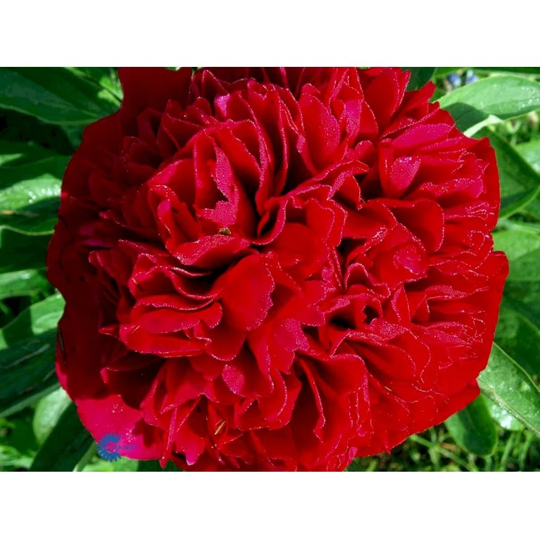 Silkepæon 'Karl Rosenfield' Paeonia Lactiflora 'Karl Rosenfield' 3,0 Liter Potte 11 Silkepæon 'Karl Rosenfield' Paeonia Lactiflora 'Karl Rosenfield' 3,0 Liter Potte - Image 9