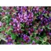 Alm. Brunelle Prunella Vulgaris Potte 2 Liter. 2 Alm. Brunelle Prunella Vulgaris Potte 2 Liter. -Planter Salgsbutik fi11727 prunella webbiana 7663
