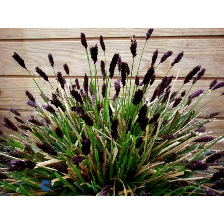 Mørk Blåaks Sesleria Heufleriana 10 Cm. Potte 7 Mørk Blåaks Sesleria Heufleriana 10 Cm. Potte - Image 5