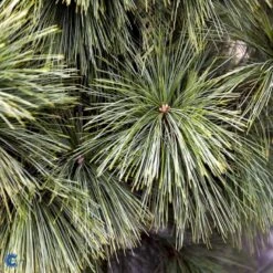 Schwerin's Fyr 'Wiethorst' Pinus X Schwerinii 'Wiethorst'(dværgform) Potte 2,5 Liter, - 30-40 Cm. 8 Schwerin's Fyr 'Wiethorst' Pinus X Schwerinii 'Wiethorst'(dværgform) Potte 2,5 Liter, - 30-40 Cm. -Planter Salgsbutik fi1784 pinus x schwerinii wiethorst e6dc