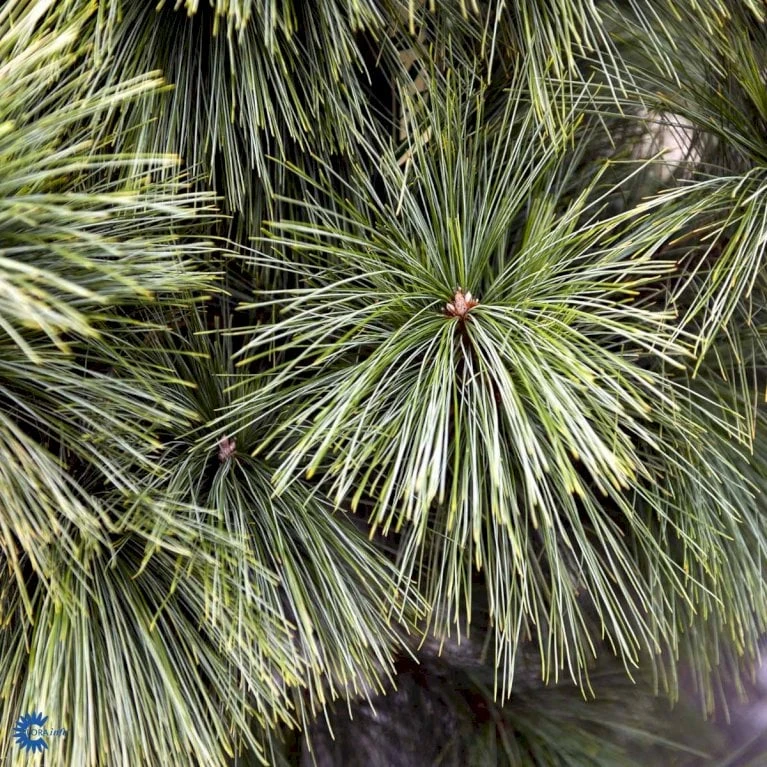 Schwerin's Fyr 'Wiethorst' Pinus X Schwerinii 'Wiethorst'(dværgform) Potte 2,5 Liter, - 30-40 Cm. 5 Schwerin's Fyr 'Wiethorst' Pinus X Schwerinii 'Wiethorst'(dværgform) Potte 2,5 Liter, - 30-40 Cm. - Image 3