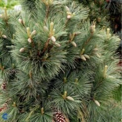 Schwerin's Fyr 'Wiethorst' Pinus X Schwerinii 'Wiethorst'(dværgform) Potte 2,5 Liter, - 30-40 Cm. 9 Schwerin's Fyr 'Wiethorst' Pinus X Schwerinii 'Wiethorst'(dværgform) Potte 2,5 Liter, - 30-40 Cm. -Planter Salgsbutik fi1784 pinus x schwerinii wiethorst fe7f