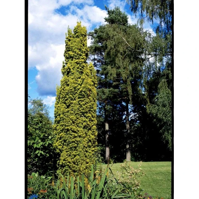 Almindelig Gul Søjletaks 'Fastigiata Aurea'' Taxus Baccata 'Fastigiata Aurea' Med Klump,- 100-120 Cm. 9 Almindelig Gul Søjletaks 'Fastigiata Aurea'' Taxus Baccata 'Fastigiata Aurea' Med Klump,- 100-120 Cm. - Image 7
