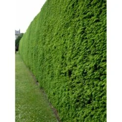 Vestamerikansk Hemlock Tsuga Heterophylla Med Klump,- 175-200 Cm. 7 Vestamerikansk Hemlock Tsuga Heterophylla Med Klump,- 175-200 Cm. -Planter Salgsbutik fi1992 tsuga heterophylla e1b7