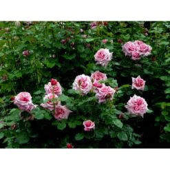 'Aloha' Rosa X 'Aloha' (Slyngrose) A-Kvalitet,- Barrods Roser Min. 3 Grene 12 'Aloha' Rosa X 'Aloha' (Slyngrose) A-Kvalitet,- Barrods Roser Min. 3 Grene -Planter Salgsbutik fi3874 rosa aloha 6eee