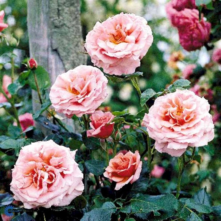 'Aloha' Rosa X 'Aloha' (Slyngrose) A-Kvalitet,- Barrods Roser Min. 3 Grene 8 'Aloha' Rosa X 'Aloha' (Slyngrose) A-Kvalitet,- Barrods Roser Min. 3 Grene - Image 6