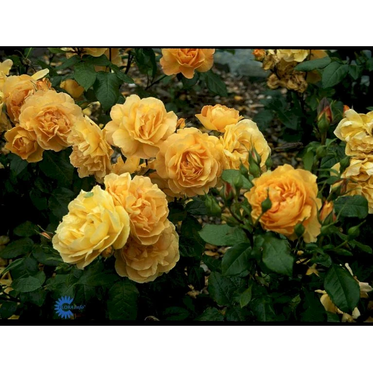 'Amber Queen' Rosa X 'Amber Queen' (Buketrose) A-Kvalitet,- Barrods Roser Min. 3 Grene 11 'Amber Queen' Rosa X 'Amber Queen' (Buketrose) A-Kvalitet,- Barrods Roser Min. 3 Grene - Image 9