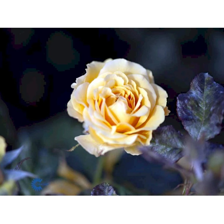 'Amber Queen' Rosa X 'Amber Queen' (Buketrose) A-Kvalitet,- Barrods Roser Min. 3 Grene 8 'Amber Queen' Rosa X 'Amber Queen' (Buketrose) A-Kvalitet,- Barrods Roser Min. 3 Grene - Image 6