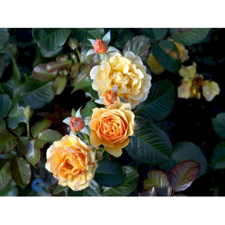 'Amber Queen' Rosa X 'Amber Queen' (Buketrose) A-Kvalitet,- Barrods Roser Min. 3 Grene 9 'Amber Queen' Rosa X 'Amber Queen' (Buketrose) A-Kvalitet,- Barrods Roser Min. 3 Grene - Image 7