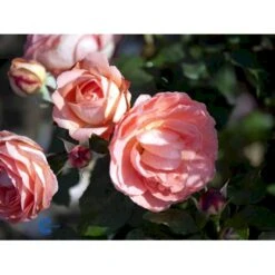 'Amelia™ Renaissance'® Rosa X 'Amelia™ Renaissance'® (Renaissancerose) A-Kvalitet,- Barrods Roser Min. 3 Grene 13 'Amelia™ Renaissance'® Rosa X 'Amelia™ Renaissance'® (Renaissancerose) A-Kvalitet,- Barrods Roser Min. 3 Grene -Planter Salgsbutik fi3883 rosa amelia poulen011 n 6c5d
