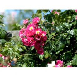 'American Pillar' Rosa X 'American Pillar' (Slyngrose) A-Kvalitet,- Barrods Roser Min. 3 Grene 10 'American Pillar' Rosa X 'American Pillar' (Slyngrose) A-Kvalitet,- Barrods Roser Min. 3 Grene -Planter Salgsbutik fi3884 rosa american pillar 0b4b