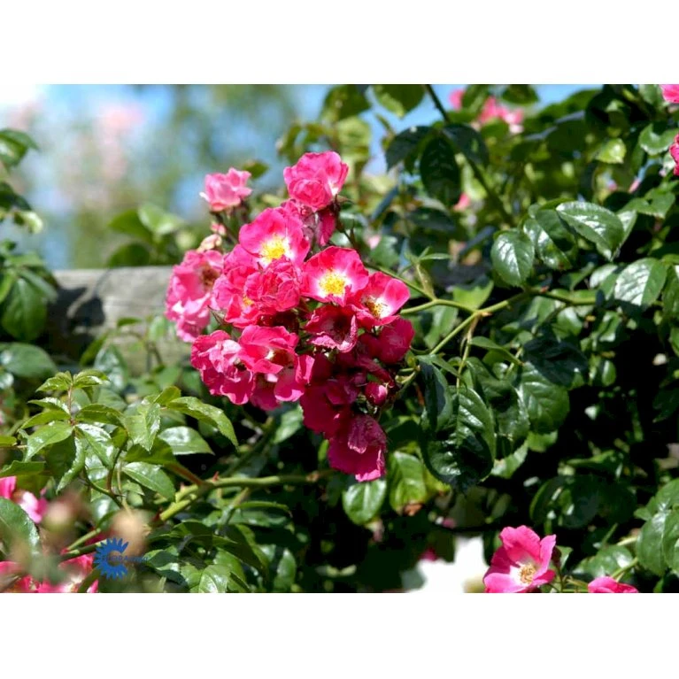 'American Pillar' Rosa X 'American Pillar' (Slyngrose) A-Kvalitet,- Barrods Roser Min. 3 Grene 6 'American Pillar' Rosa X 'American Pillar' (Slyngrose) A-Kvalitet,- Barrods Roser Min. 3 Grene - Image 4