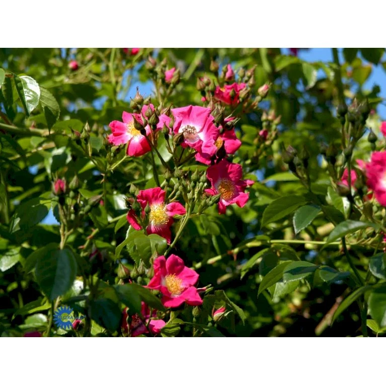 'American Pillar' Rosa X 'American Pillar' (Slyngrose) A-Kvalitet,- Barrods Roser Min. 3 Grene 7 'American Pillar' Rosa X 'American Pillar' (Slyngrose) A-Kvalitet,- Barrods Roser Min. 3 Grene - Image 5