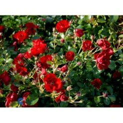 'Austriana'® Rosa X 'Austriana'® (Bunddækkerose) A-Kvalitet,- Barrods Roser Min. 3 Grene 13 'Austriana'® Rosa X 'Austriana'® (Bunddækkerose) A-Kvalitet,- Barrods Roser Min. 3 Grene -Planter Salgsbutik fi3917 rosa austriana 054a