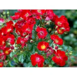 'Bassino'® Rosa X 'Bassino'® (Bunddækkerose) A-Kvalitet,- Barrods Roser Min. 3 Grene 14 'Bassino'® Rosa X 'Bassino'® (Bunddækkerose) A-Kvalitet,- Barrods Roser Min. 3 Grene -Planter Salgsbutik fi3939 rosa bassino 4371