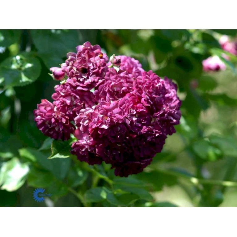 'Bleu Magenta' Rosa X 'Bleu Magenta' (Slyngrose) A-Kvalitet,- Barrods Roser Min. 3 Grene 5 'Bleu Magenta' Rosa X 'Bleu Magenta' (Slyngrose) A-Kvalitet,- Barrods Roser Min. 3 Grene - Image 3