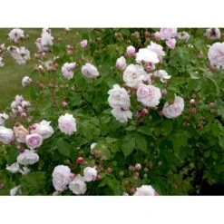 'Blush Noisette' Rosa X 'Blush Noisette' (Buskrose) A-Kvalitet,- Barrods Roser Min. 3 Grene 7 'Blush Noisette' Rosa X 'Blush Noisette' (Buskrose) A-Kvalitet,- Barrods Roser Min. 3 Grene -Planter Salgsbutik fi3977 rosa blush noisette 047a