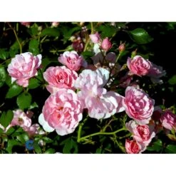 'Bonica 82' Rosa X 'Bonica 82' A-Kvalitet,- Barrods Roser Min. 3 Grene 24 'Bonica 82' Rosa X 'Bonica 82' A-Kvalitet,- Barrods Roser Min. 3 Grene -Planter Salgsbutik fi3984 rosa bonica 82 98dc