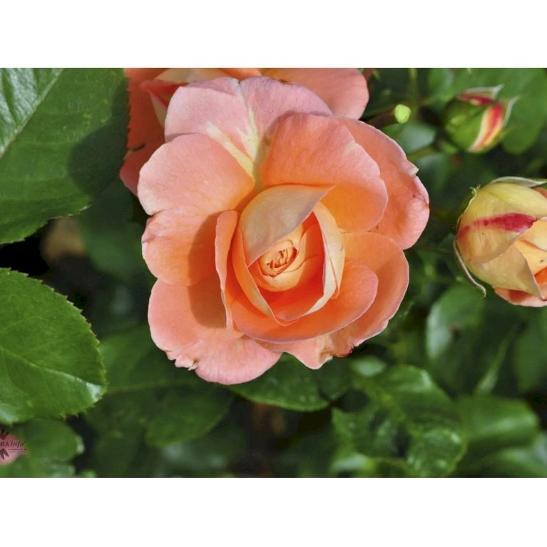 'Bonita™ Renaissance'® Rosa X 'Bonita™ Renaissance'® (Renaissancerose) A-Kvalitet,- Barrods Roser Min. 3 Grene 9 'Bonita™ Renaissance'® Rosa X 'Bonita™ Renaissance'® (Renaissancerose) A-Kvalitet,- Barrods Roser Min. 3 Grene - Image 7