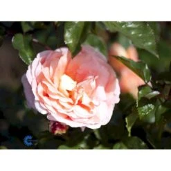 'Bonita™ Renaissance'® Rosa X 'Bonita™ Renaissance'® (Renaissancerose) A-Kvalitet,- Barrods Roser Min. 3 Grene 17 'Bonita™ Renaissance'® Rosa X 'Bonita™ Renaissance'® (Renaissancerose) A-Kvalitet,- Barrods Roser Min. 3 Grene -Planter Salgsbutik fi3985 rosa bonita poulen009 n 193e