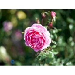 'Boogie-Woogie'™ Rosa X 'Boogie-Woogie'™ (Slyngrose) A-Kvalitet,- Barrods Roser Min. 3 Grene 13 'Boogie-Woogie'™ Rosa X 'Boogie-Woogie'™ (Slyngrose) A-Kvalitet,- Barrods Roser Min. 3 Grene -Planter Salgsbutik fi3986 rosa boogie woogie poulyc006 n 47e1