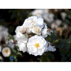 'Diamond Border'® Rosa X 'Diamond Border'® (Bunddækkerose) A-Kvalitet,- Barrods Roser Min. 3 Grene 23 'Diamond Border'® Rosa X 'Diamond Border'® (Bunddækkerose) A-Kvalitet,- Barrods Roser Min. 3 Grene -Planter Salgsbutik fi4154 rosa diamond border pouldiram n 4616