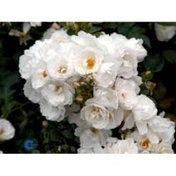 'Diamond Border'® Rosa X 'Diamond Border'® (Bunddækkerose) A-Kvalitet,- Barrods Roser Min. 3 Grene 24 'Diamond Border'® Rosa X 'Diamond Border'® (Bunddækkerose) A-Kvalitet,- Barrods Roser Min. 3 Grene -Planter Salgsbutik fi4154 rosa diamond border pouldiram n 7984