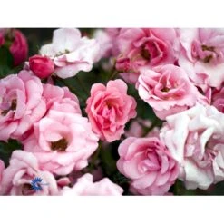 'Egeskov'™ Rosa X 'Egeskov'™ (Slotsrose) A-Kvalitet,- Barrods Roser Min. 3 Grene -Planter Salgsbutik fi4196 rosa egeskov poulrohill n 5fd1