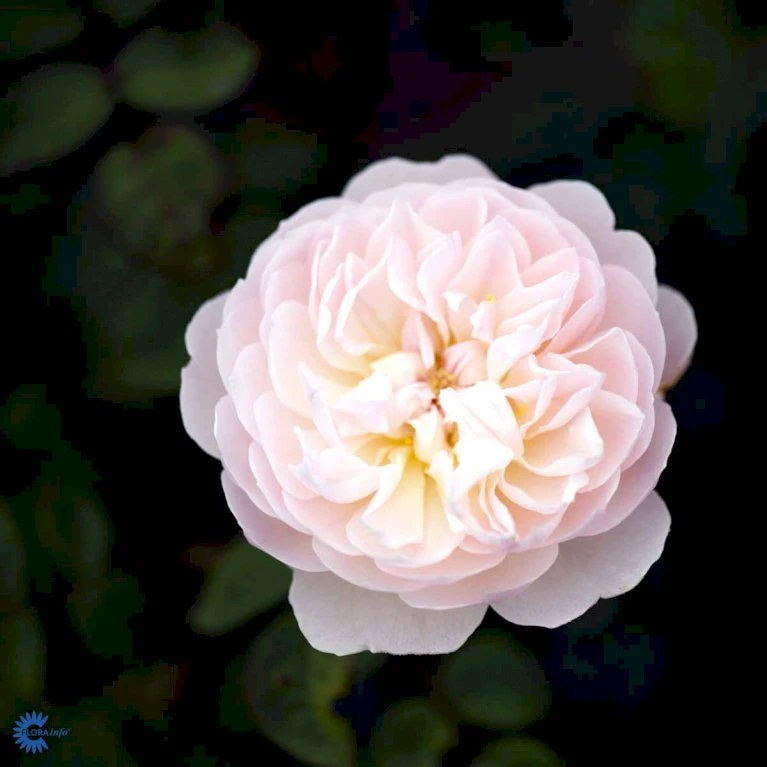 'Gentle Hermione' Rosa X 'Gentle Hermione' (Engelsk Rose) A-Kvalitet,- Barrods Roser Min. 3 Grene 11 'Gentle Hermione' Rosa X 'Gentle Hermione' (Engelsk Rose) A-Kvalitet,- Barrods Roser Min. 3 Grene - Image 9