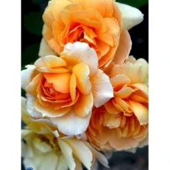 'Grace'™ Rosa X 'Grace'™ (Engelsk Rose) A-Kvalitet,- Barrods Roser Min. 3 Grene 30 'Grace'™ Rosa X 'Grace'™ (Engelsk Rose) A-Kvalitet,- Barrods Roser Min. 3 Grene -Planter Salgsbutik fi4355 rosa grace auskeppy 366e