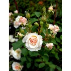 'Grace'™ Rosa X 'Grace'™ (Engelsk Rose) A-Kvalitet,- Barrods Roser Min. 3 Grene 31 'Grace'™ Rosa X 'Grace'™ (Engelsk Rose) A-Kvalitet,- Barrods Roser Min. 3 Grene -Planter Salgsbutik fi4355 rosa grace auskeppy 71fd