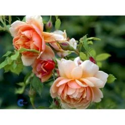 'Grace'™ Rosa X 'Grace'™ (Engelsk Rose) A-Kvalitet,- Barrods Roser Min. 3 Grene 33 'Grace'™ Rosa X 'Grace'™ (Engelsk Rose) A-Kvalitet,- Barrods Roser Min. 3 Grene -Planter Salgsbutik fi4355 rosa grace auskeppy 7c6e