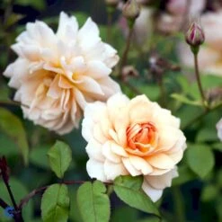 'Grace'™ Rosa X 'Grace'™ (Engelsk Rose) A-Kvalitet,- Barrods Roser Min. 3 Grene 28 'Grace'™ Rosa X 'Grace'™ (Engelsk Rose) A-Kvalitet,- Barrods Roser Min. 3 Grene -Planter Salgsbutik fi4355 rosa grace auskeppy a946