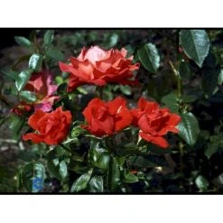 'Alexander' Rosa X 'Alexander' (storblomstrende) A-Kvalitet,- Barrods Roser Min. 3 Grene 19 'Alexander' Rosa X 'Alexander' (storblomstrende) A-Kvalitet,- Barrods Roser Min. 3 Grene -Planter Salgsbutik fi4395 rosa harlex 5479