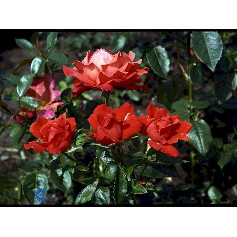 'Alexander' Rosa X 'Alexander' (storblomstrende) A-Kvalitet,- Barrods Roser Min. 3 Grene 11 'Alexander' Rosa X 'Alexander' (storblomstrende) A-Kvalitet,- Barrods Roser Min. 3 Grene - Image 9